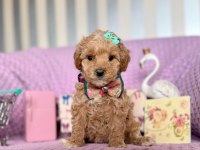 Kore Anne Babadan Dizayn Maltipoo