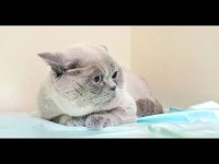 2 yaşında tecrübeli anne scottish fold