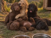 Labrador bebekleri