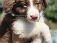 Border Collie Yavruları Aşıları tam