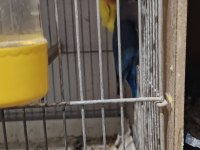 Hazır takım 3 takım kuşumuz