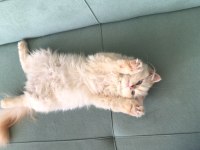 4 aylık erkek british longhair evin son üyesi