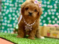 Oyuncu , Zeki ve Uysal Maltipoo Bebekler