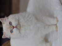 British Longhair Kedisi Dişi