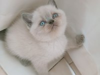 Mavi Gözlü Blue Point British Shorthair Yavrular