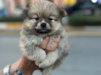Pomeranian bebeklerim uygun