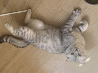 Scottish Fold