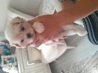 Shih tzu yavrular