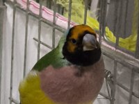 Erkek golden finch