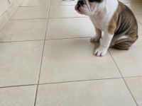 ENGLİSH BULLDOG YAVRULAR İZMİR