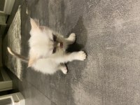 Beyaz yavru british shorthair