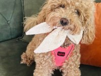 Harika surat poodle kızımız yeni sahibini bekliyor
