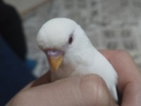 Albino ve jumbo muhabbet kuşlar