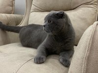 10 Ağustos doğumlu scottish fold