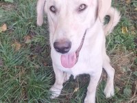 LABRADOR KÖPEĞİMİZİ SAHİPLENDİRME