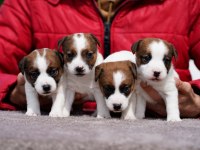 FCI şecereli safkan ve sağlıklı jack russell terrier