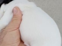 FRANSIZ BULLDOG YAVRULAR İZMİR