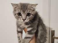 British shorthair kedimiz