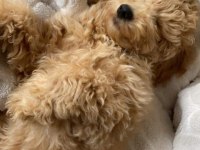 3 aylık dişi toy poodle uygun