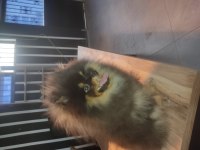 Aşılı karneli çipli erkek pomeranian yavrumuz
