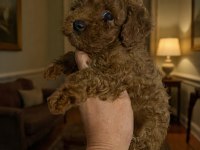 Evde bakılan sağlık ve ırk garantili poodle bebek