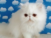 Bembeyaz Minnoş İran Kedimiz