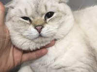 1 yaş scottish fold oğlumuz