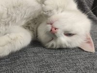 British shorthair beyaz 1 yaşında