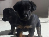 Yavru 1 erkek 3 dişi alman kurdu