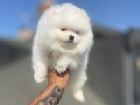 Safkan Irk ve Sağlık Garantili Pomeranian Boo