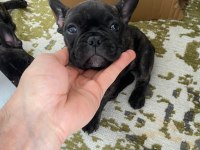 Brındle french bulldog