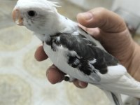 Sultan Yavruları 2 Aylik Ele Omuza Gelir Uygun Değildir