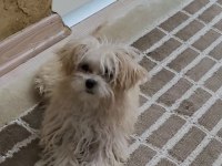 MÜKEMMEL MALTİPOO