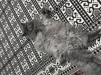Kısır Aşılı Çipli Erkek British Longhair