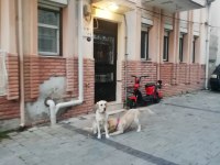 6 aylık dişi golden retriever