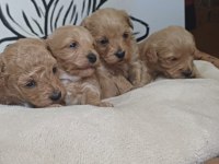 Maltipoo terrier köpeği