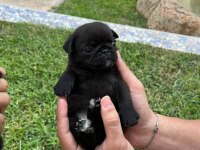 Pug yavrular