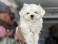 Tea cup kore kan maltese yavrumuz