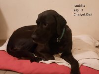 KÖPEKLERİMİZE BERABER YAŞAYACAK AİLE ARIYORUZ