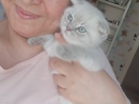Scottish fold yavru kedimiz sahiplendirme