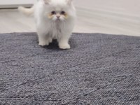 Beyaz ve Gold British Longhair Yavrular