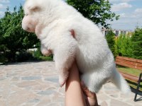 Orjinal safkan amerikan akita yavrularımız