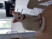 british shorthair cinsi 4 aylık erkek kedimiz