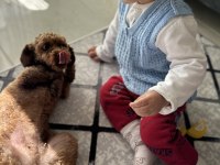 Yetişkin red brown poodle