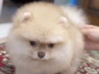Sağlık ve ırk garantili Pomeranian