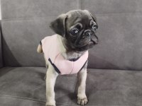 Pug Köpeği Sahiplendirme