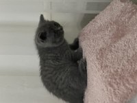 55 günlük british shorthair