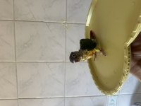 EL BESLEME KONUR PAPAĞANI