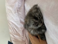 Silver tabby british shorthair