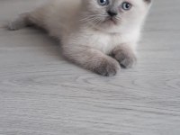 1 BUÇUK AYLIK BRİTİSH BLUEPOİNT YAVRU.